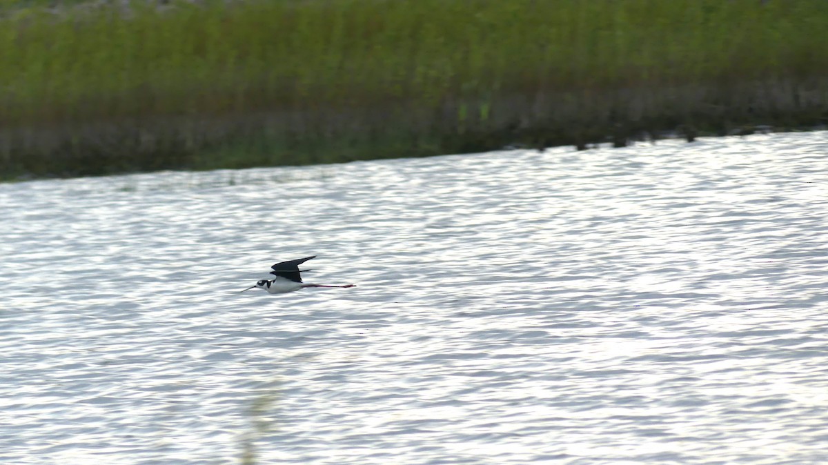 Black-necked Stilt - ML446238421