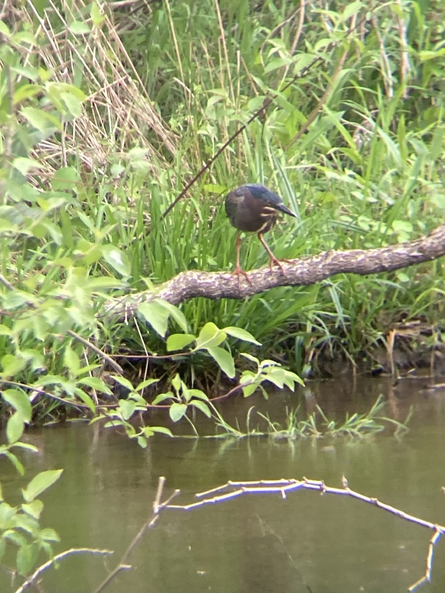 Green Heron - ML446238541