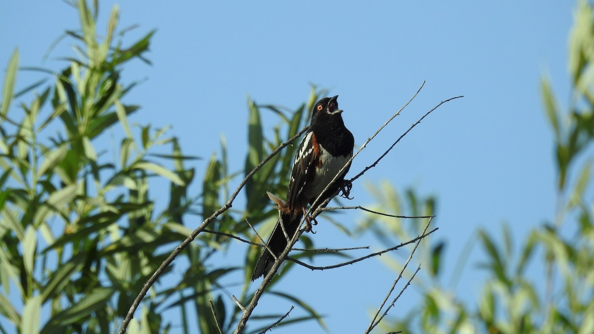 Spotted Towhee - Chuck Schussman