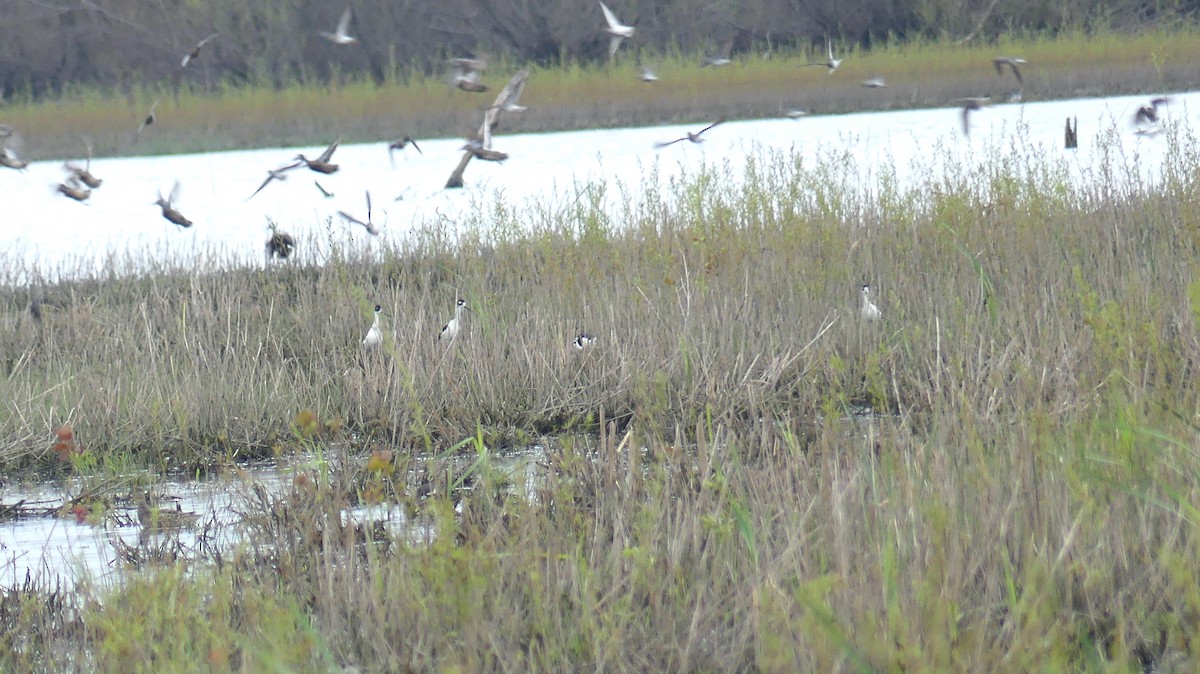Black-necked Stilt - ML446239071