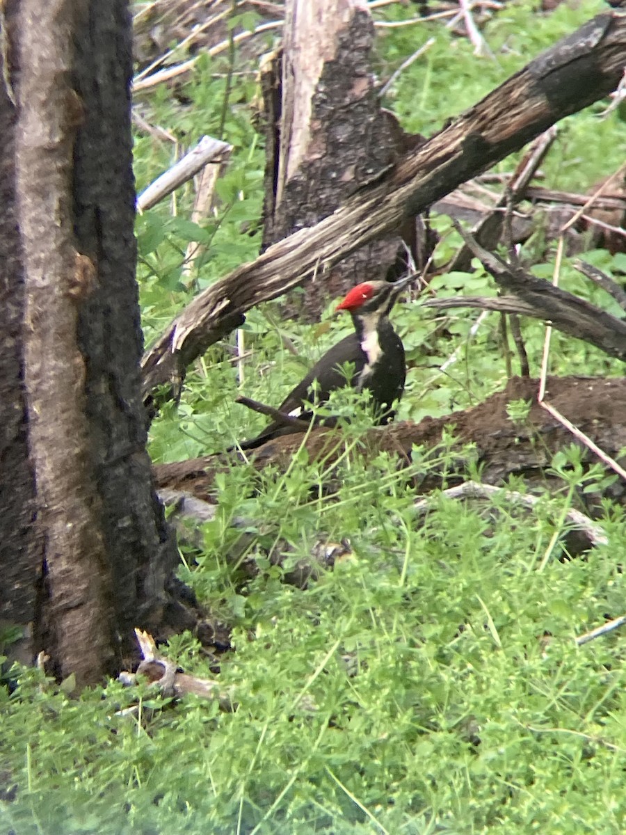 Pileated Woodpecker - ML446239311