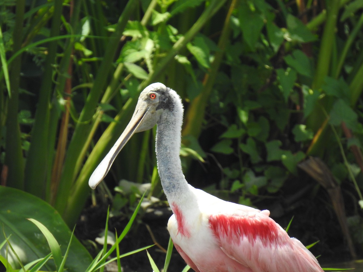 Roseate Spoonbill - ML446239501