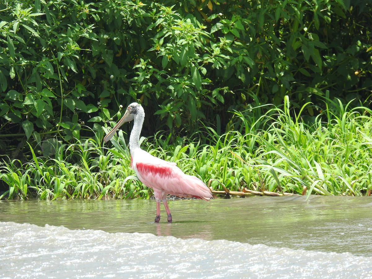 Roseate Spoonbill - Leandro Niebles Puello