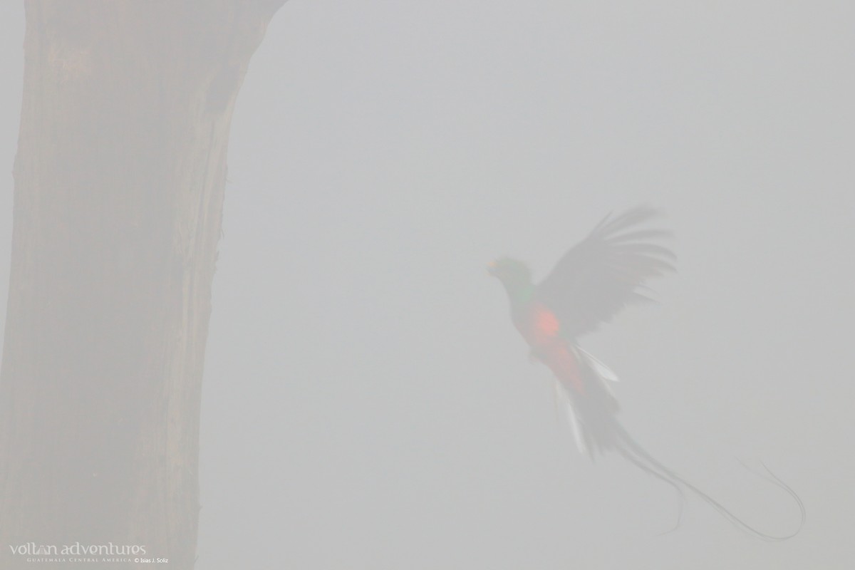 Resplendent Quetzal (Guatemalan) - ML446239791