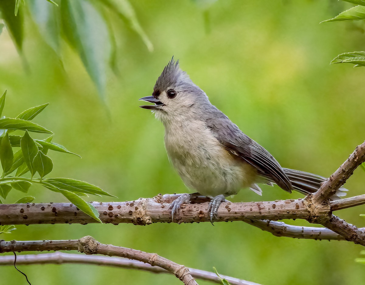 Tufted Titmouse - ML446239831