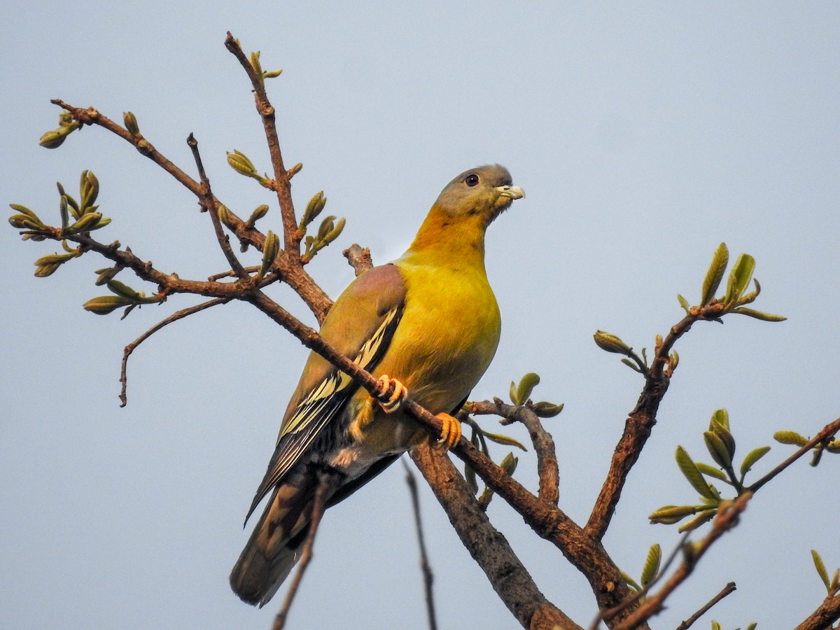 Yellow-footed Green-Pigeon - Shantanu Majumdar