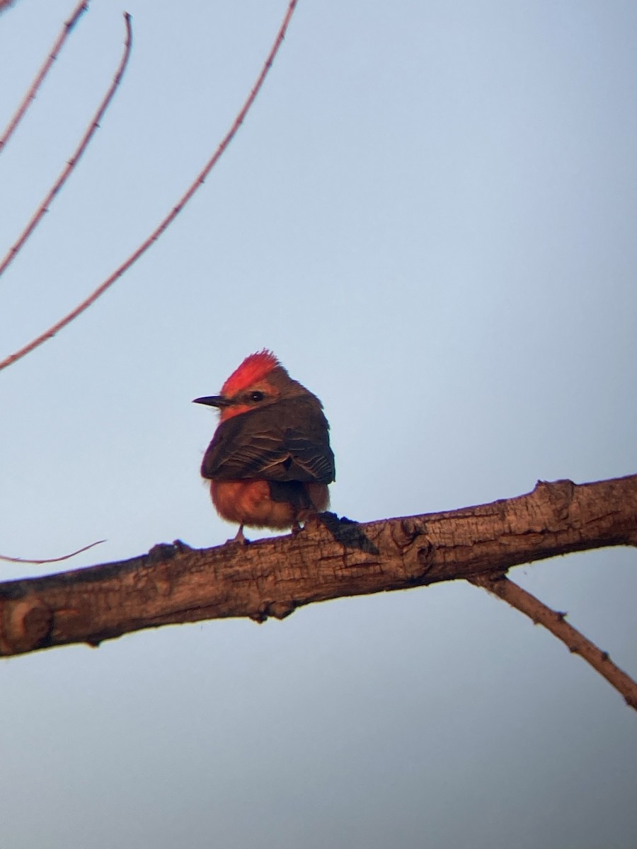 Vermilion Flycatcher - ML446241391