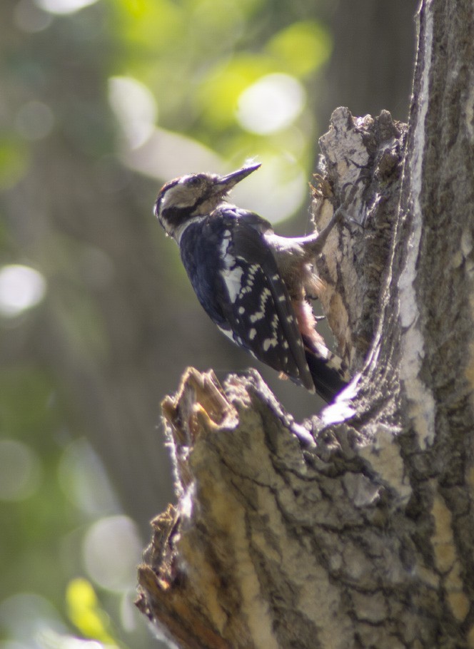 Great Spotted Woodpecker (cabanisi/stresemanni) - Volkov Sergey