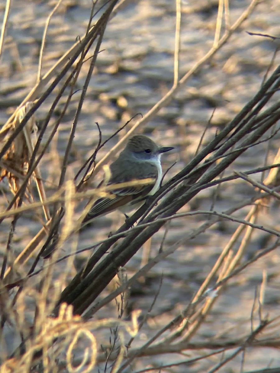 Ash-throated Flycatcher - ML446241981