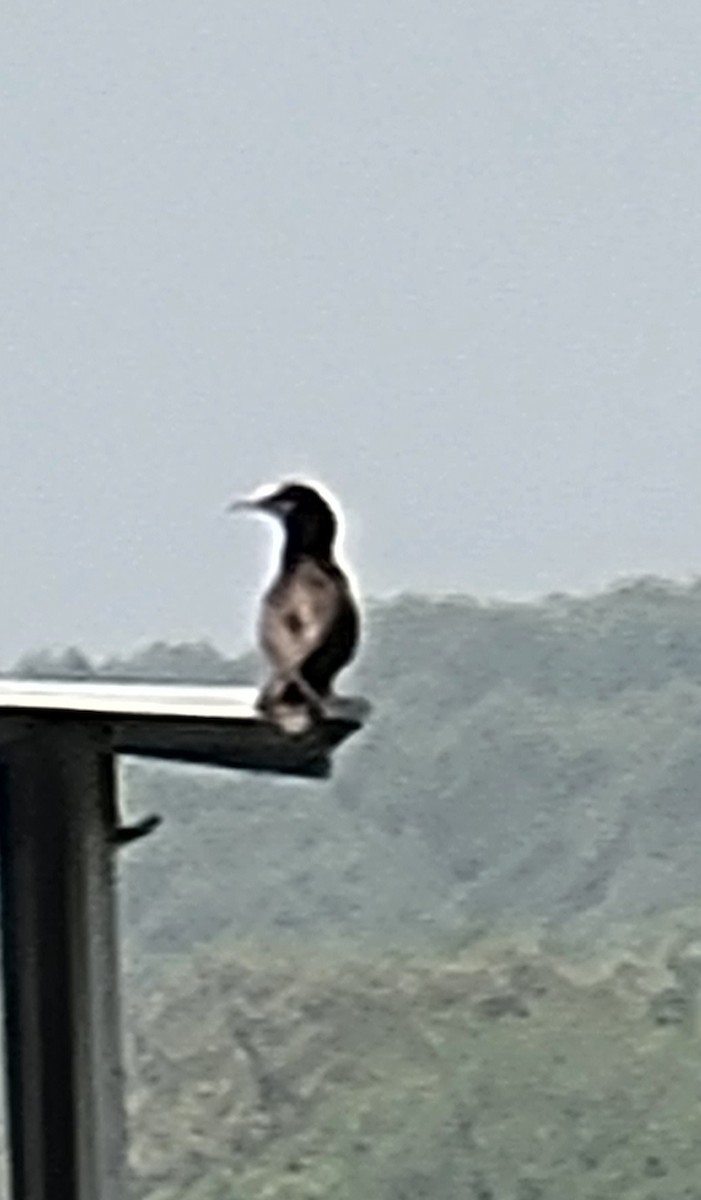 Brown Booby - ML446242271