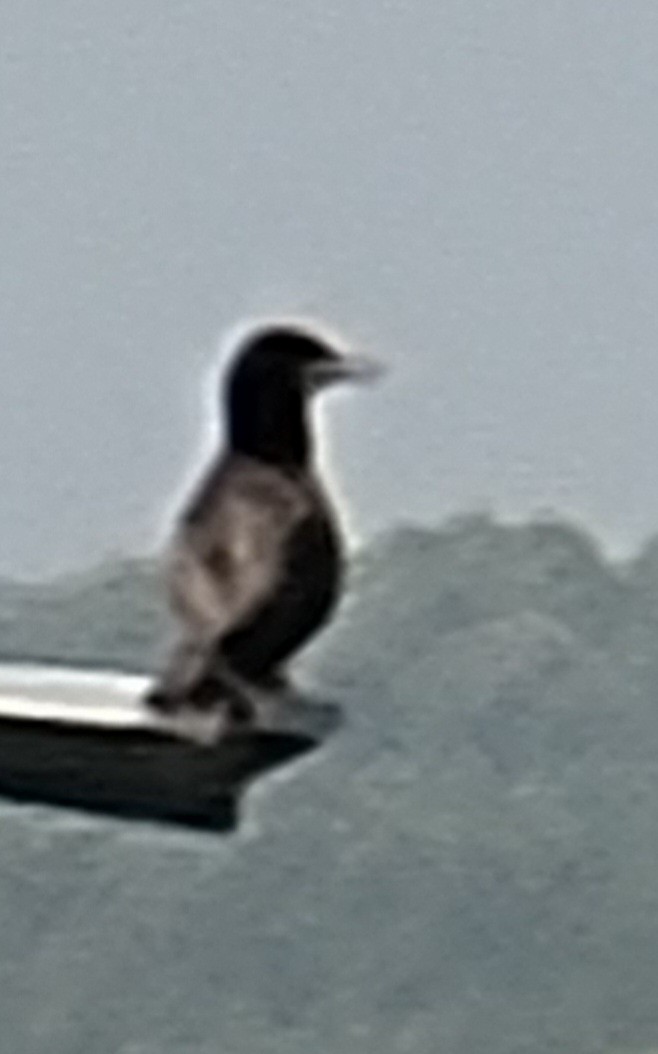 Brown Booby - ML446242281