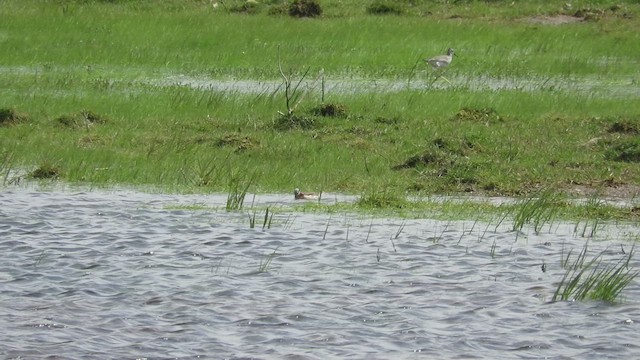 Wilson's Phalarope - ML446243461