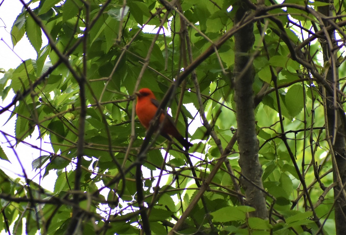 Scarlet Tanager - ML446245061