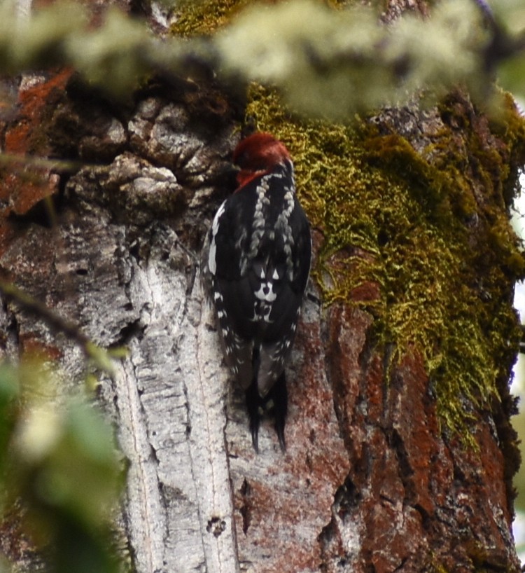 Red-breasted Sapsucker - ML446245281