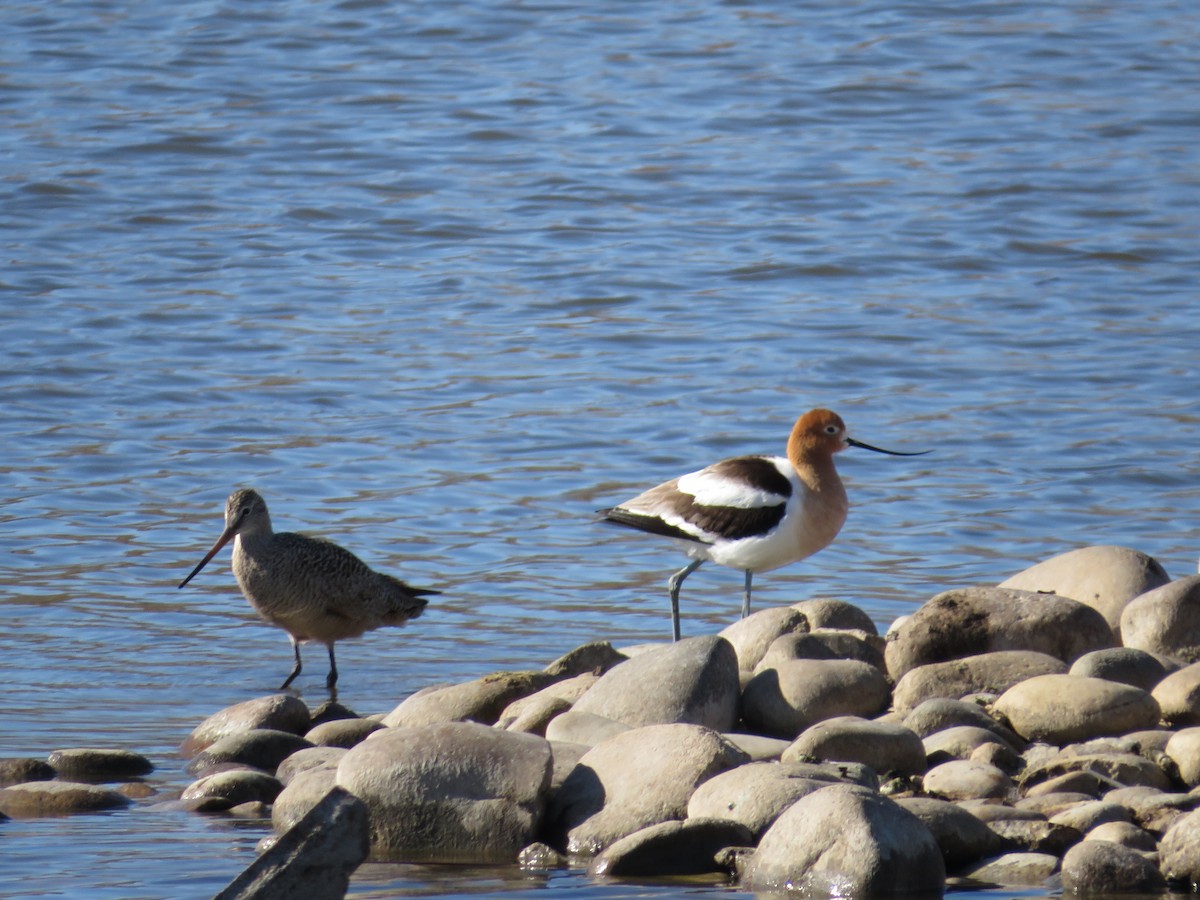 Marbled Godwit - ML446245421