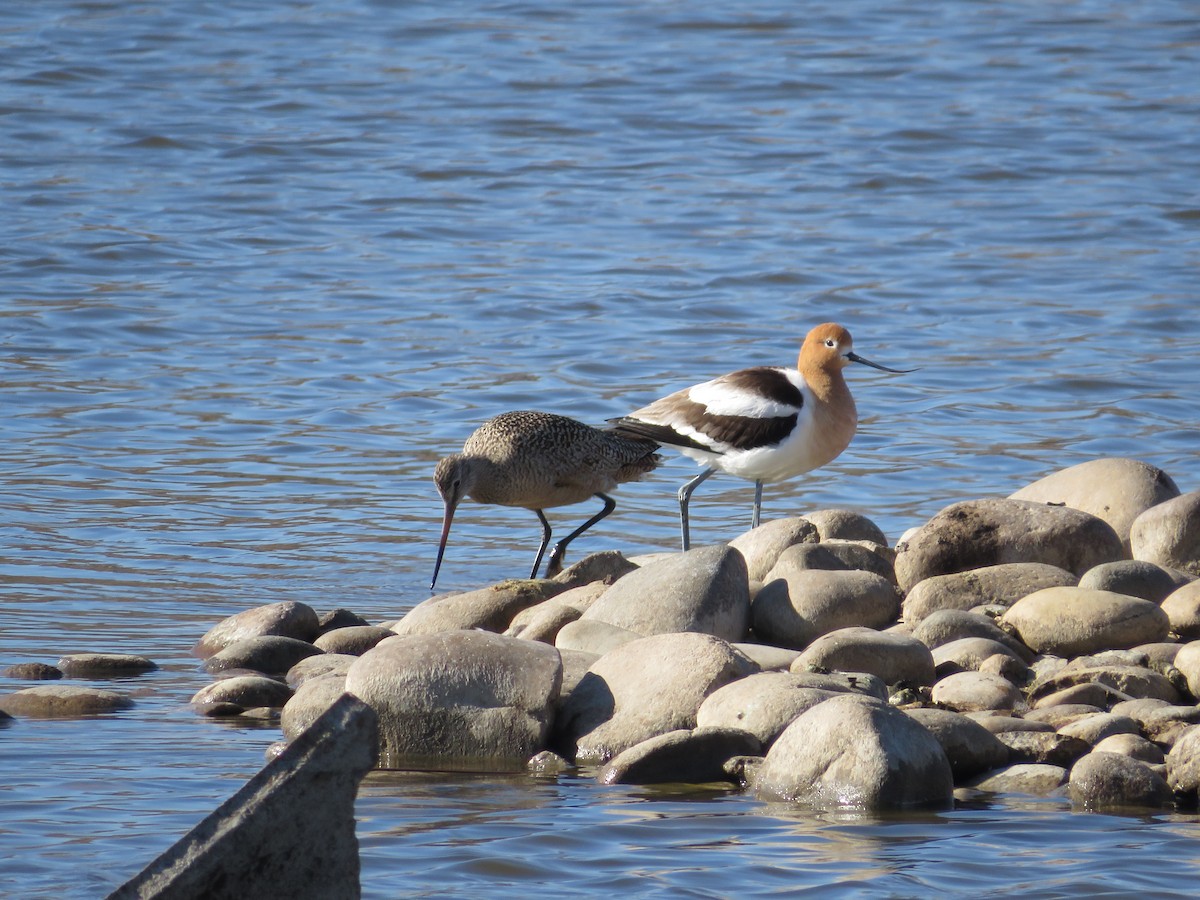 Marbled Godwit - ML446245431