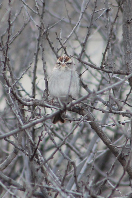 Chipping Sparrow - ML44624551