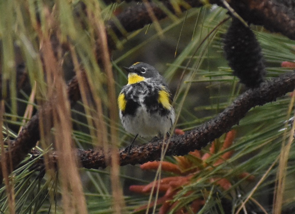 Yellow-rumped Warbler - M. Rogers