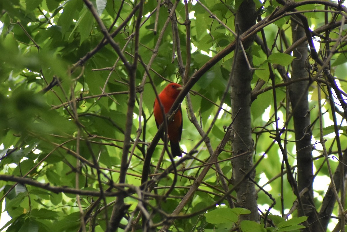 Scarlet Tanager - ML446245781