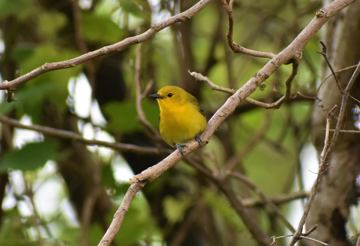 Prothonotary Warbler - ML446247011