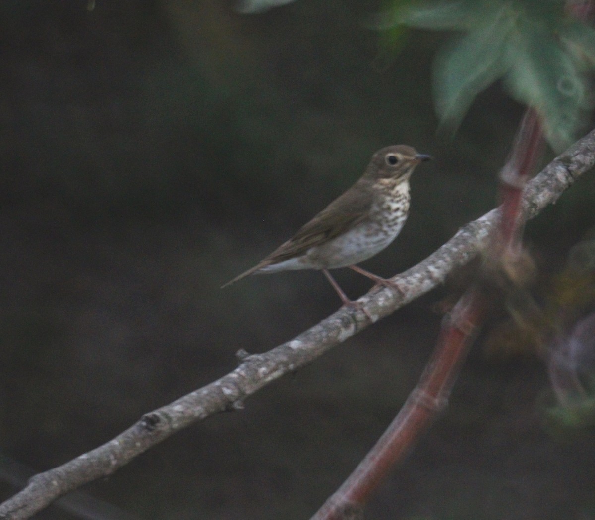 Swainson's Thrush - ML446247341