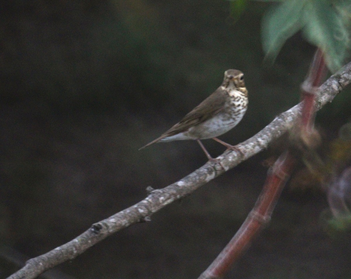 Swainson's Thrush - ML446247491