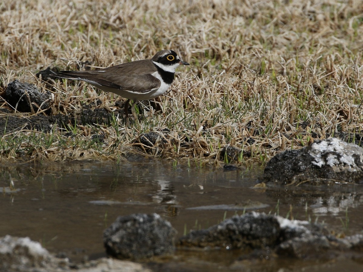 Little Ringed Plover (curonicus) - ML446249861