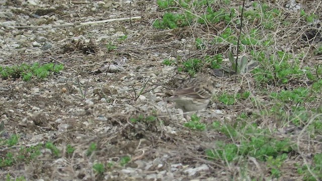 Bruant vespéral - ML446250051