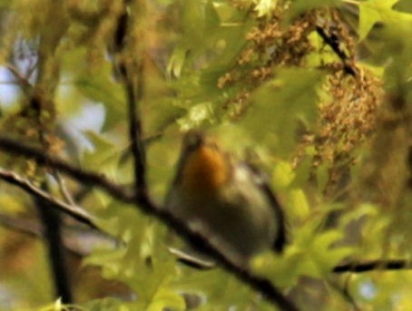 Blackburnian Warbler - ML446251431