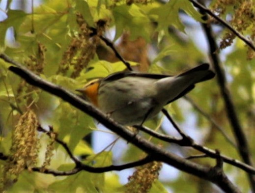 Blackburnian Warbler - ML446251441