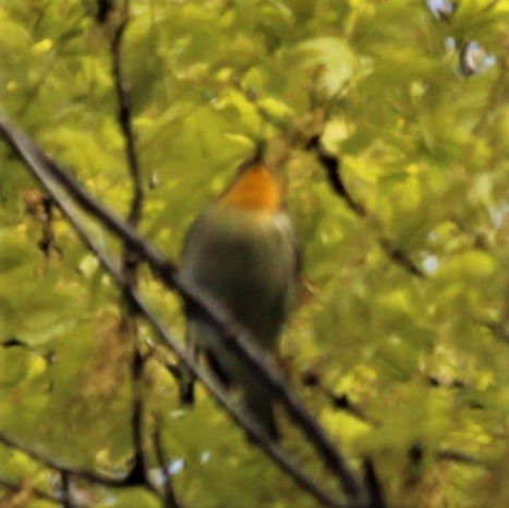 Blackburnian Warbler - ML446251451