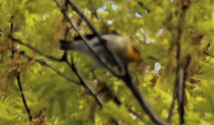 Blackburnian Warbler - ML446251461