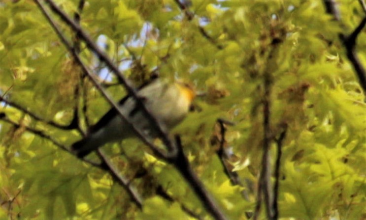 Blackburnian Warbler - ML446251471