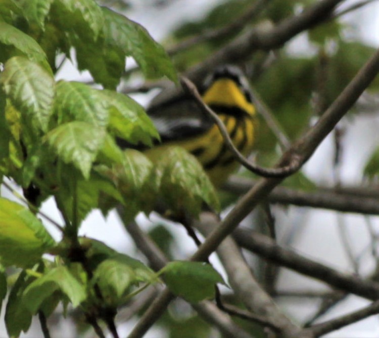 Magnolia Warbler - ML446253831