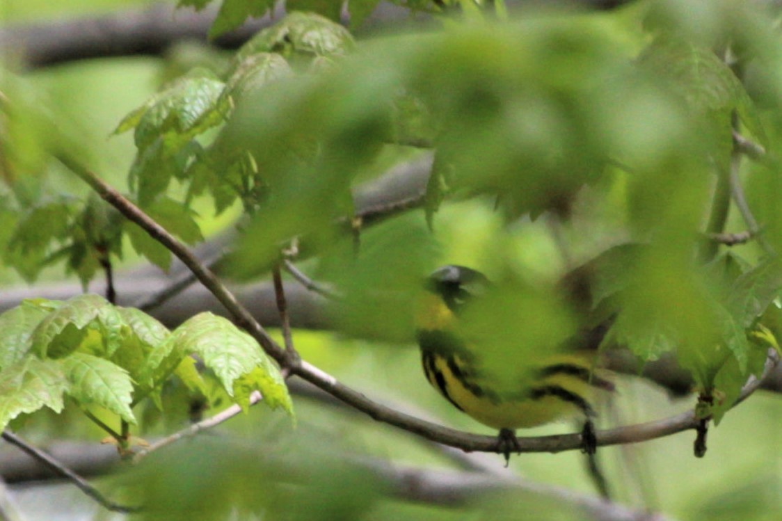 Magnolia Warbler - ML446253861