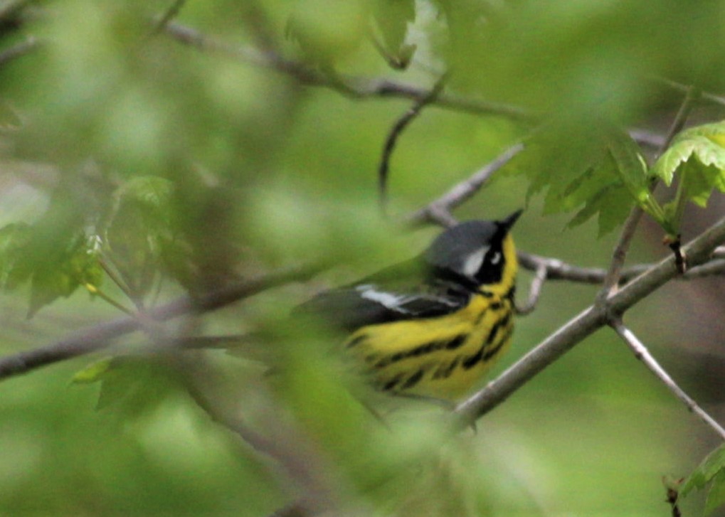 Magnolia Warbler - ML446253881