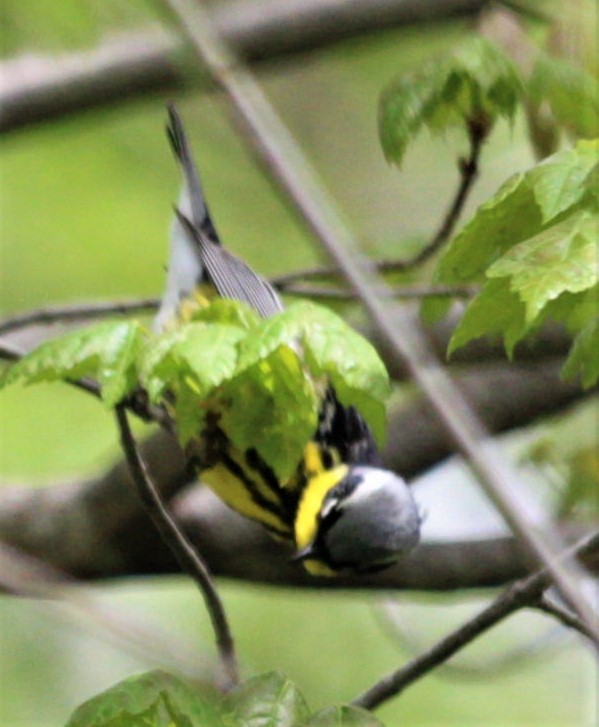 Magnolia Warbler - ML446253901