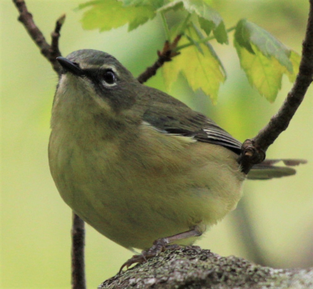 Black-throated Blue Warbler - ML446255261