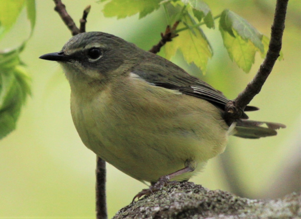 Black-throated Blue Warbler - ML446255271