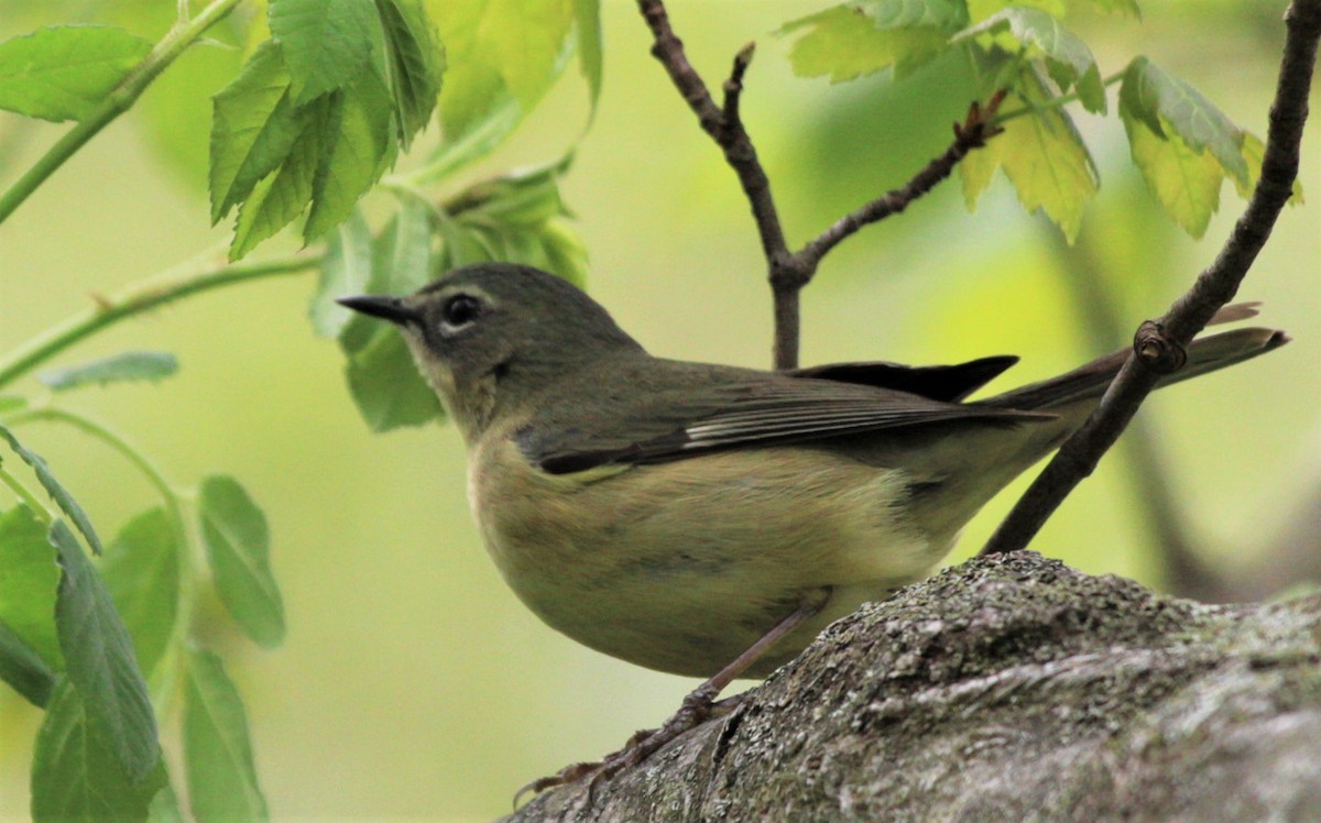 Black-throated Blue Warbler - ML446255321