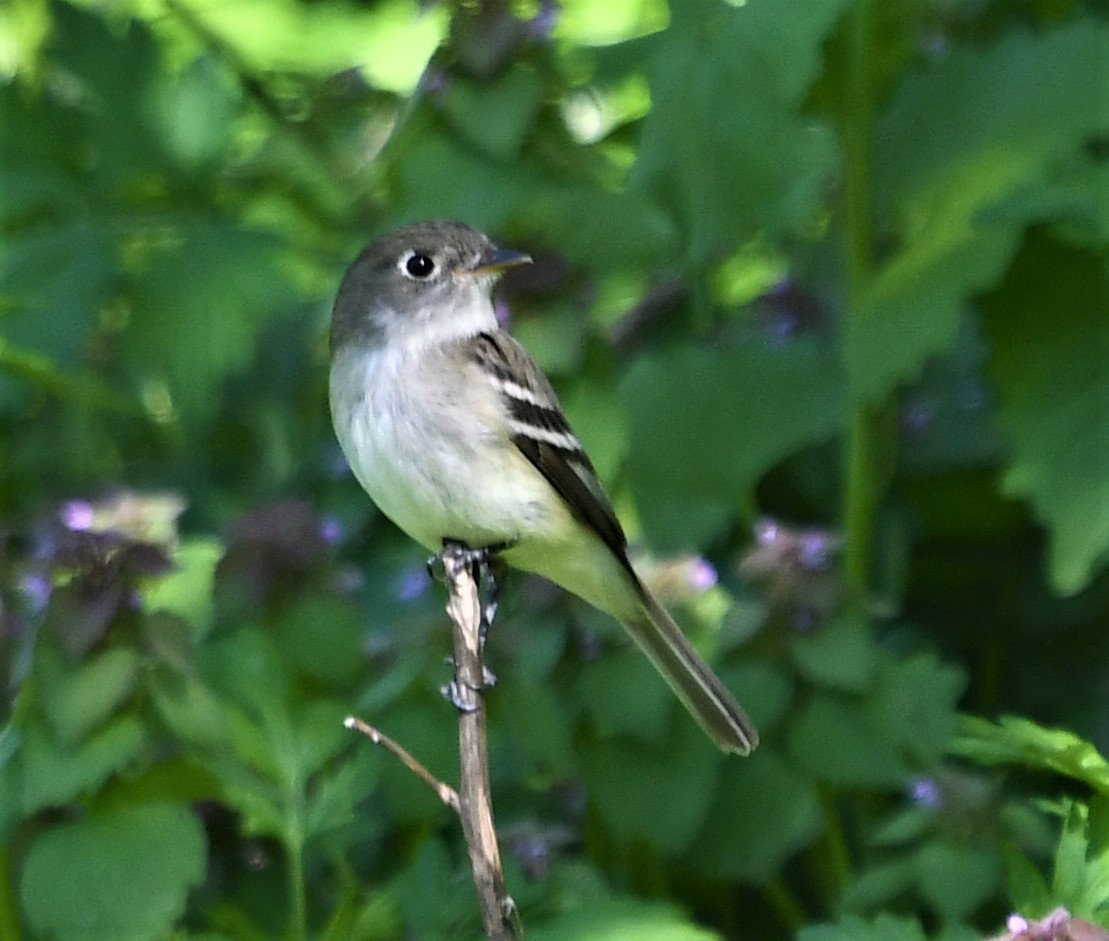 Least Flycatcher - ML446255491