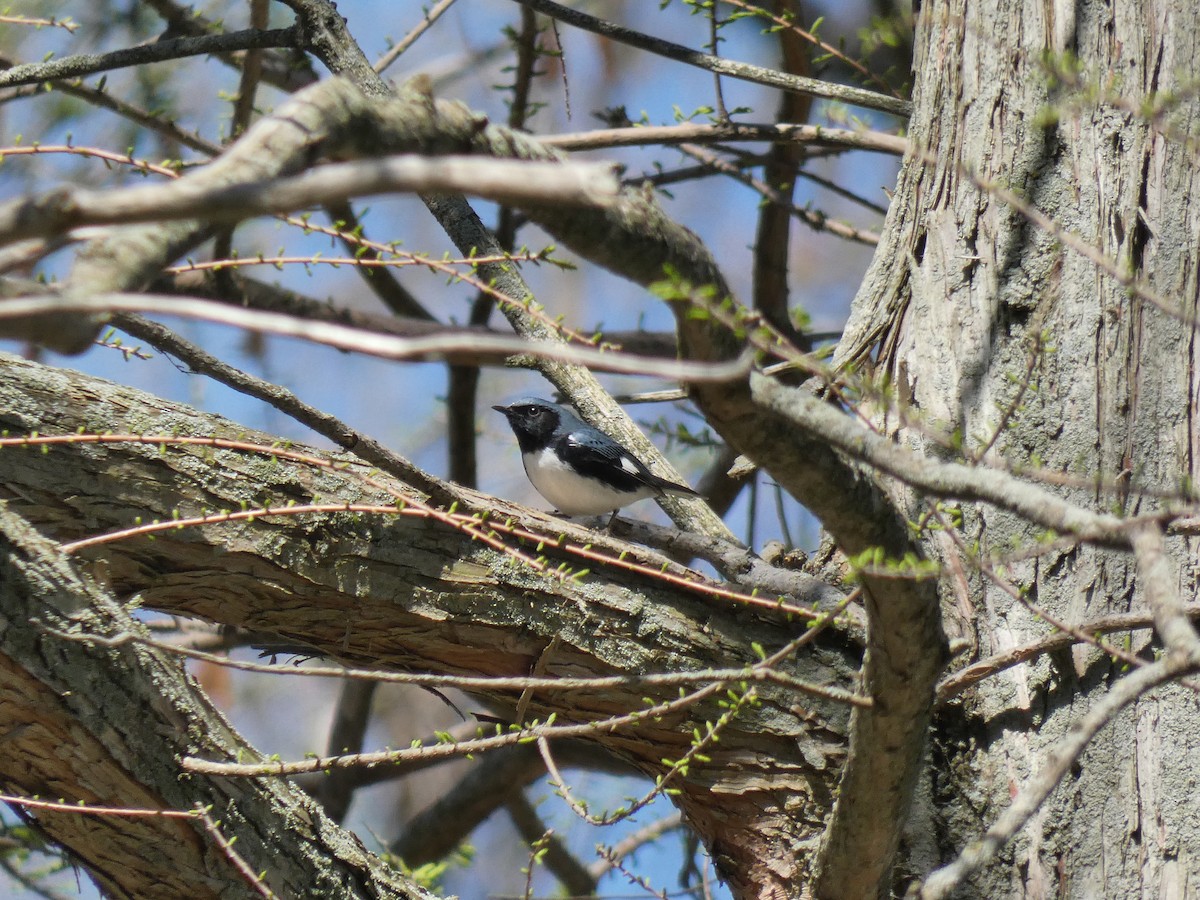 Black-throated Blue Warbler - Sean Leonard