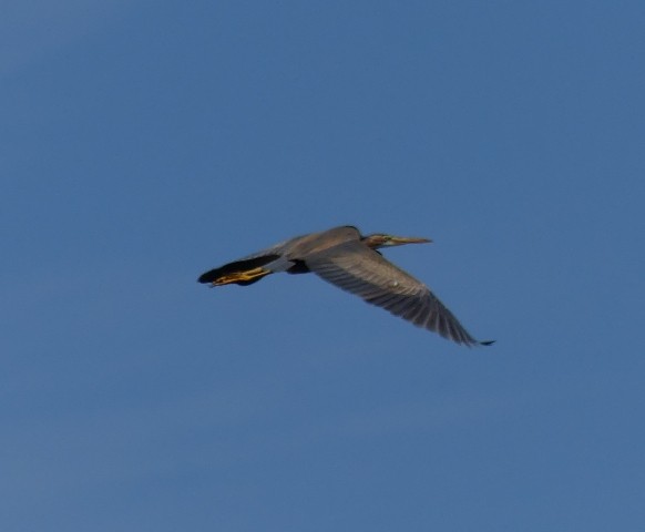 Зээрд дэглий - ML446256221