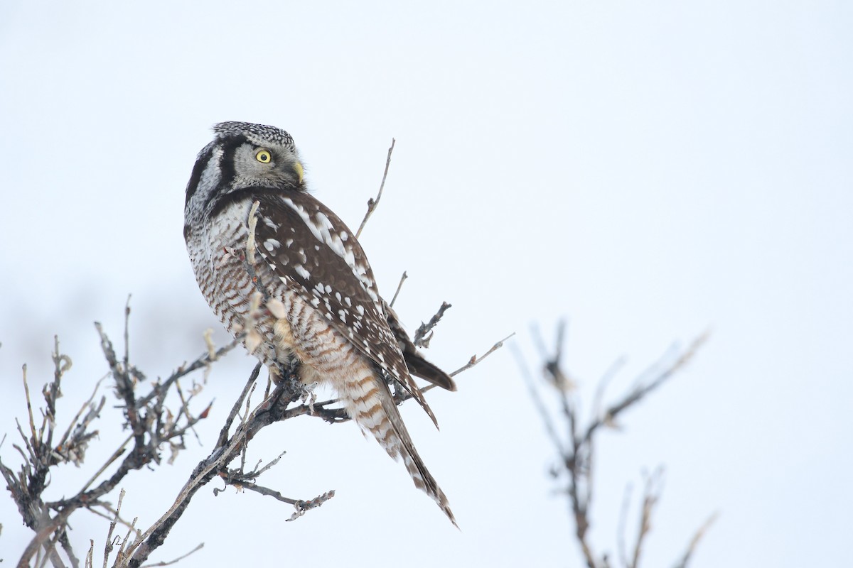 Northern Hawk Owl - ML446257221