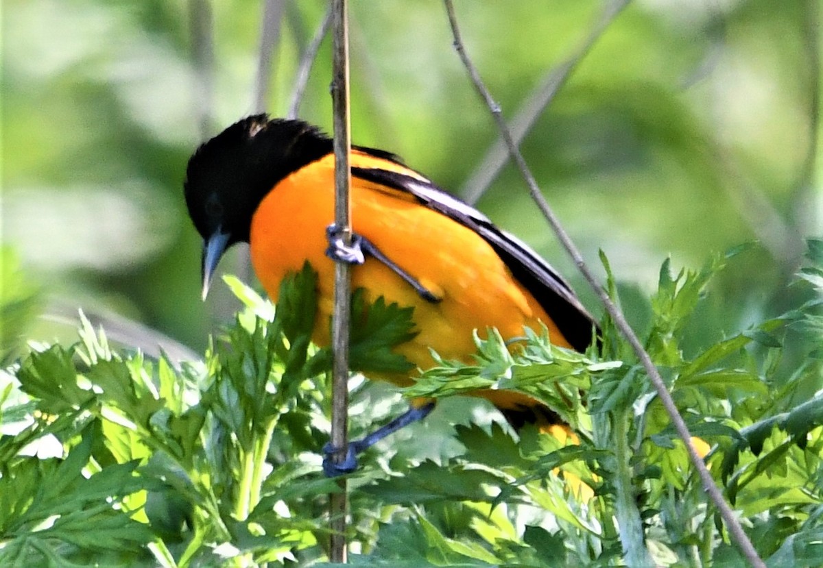 Baltimore Oriole - ML446257981