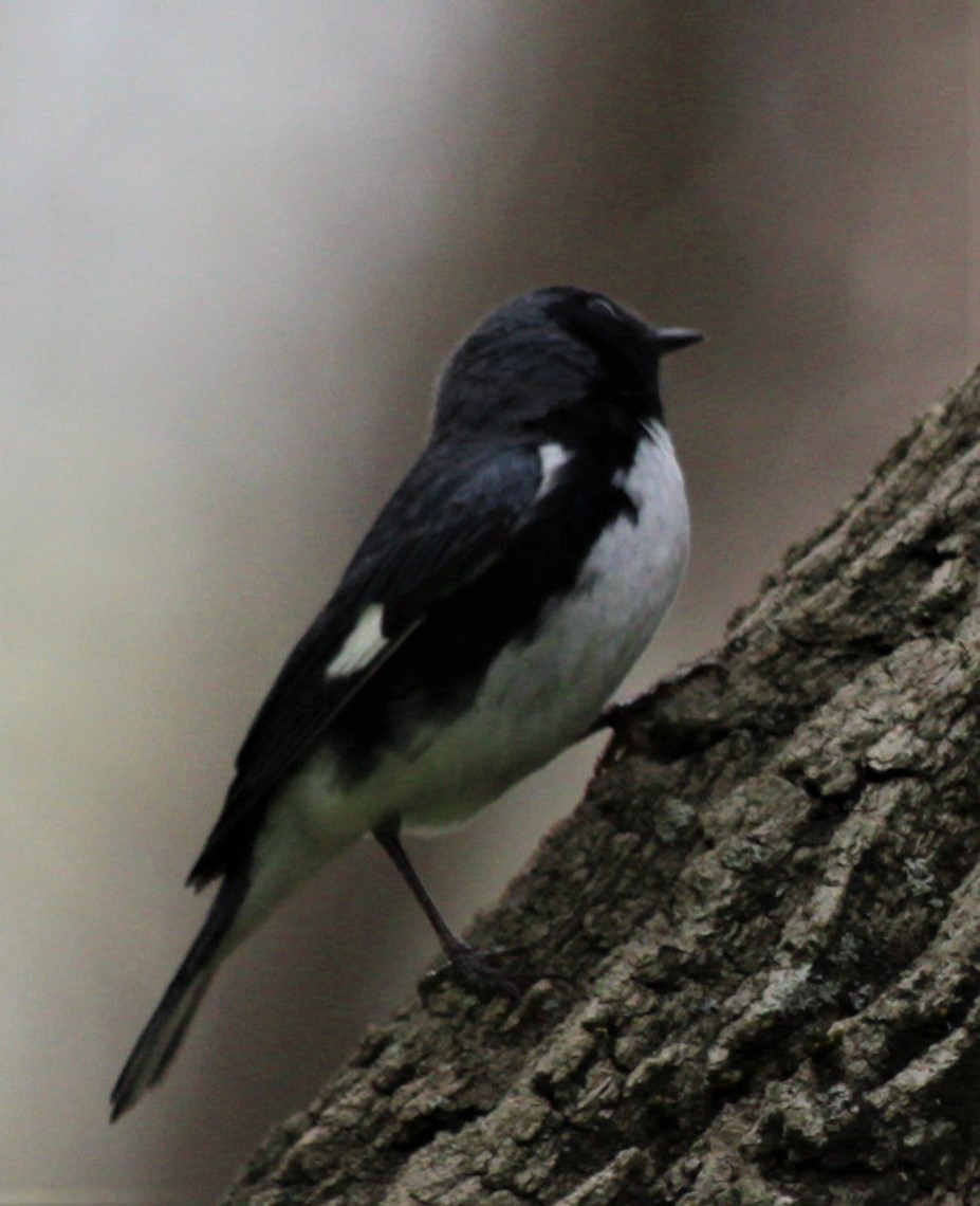 Black-throated Blue Warbler - ML446258231