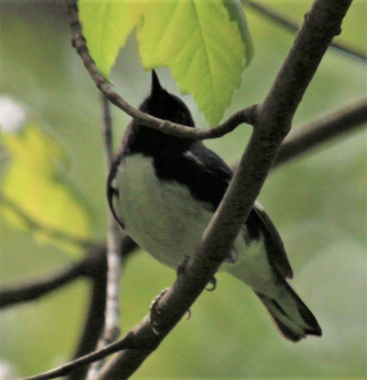 Black-throated Blue Warbler - ML446258651