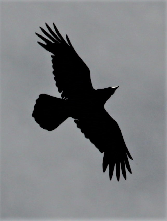 Common Raven - ML446259401