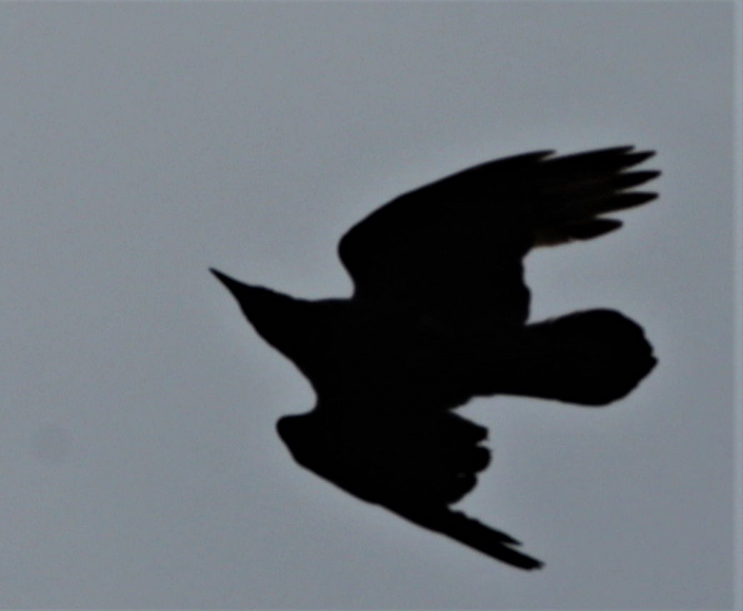 Common Raven - ML446259441