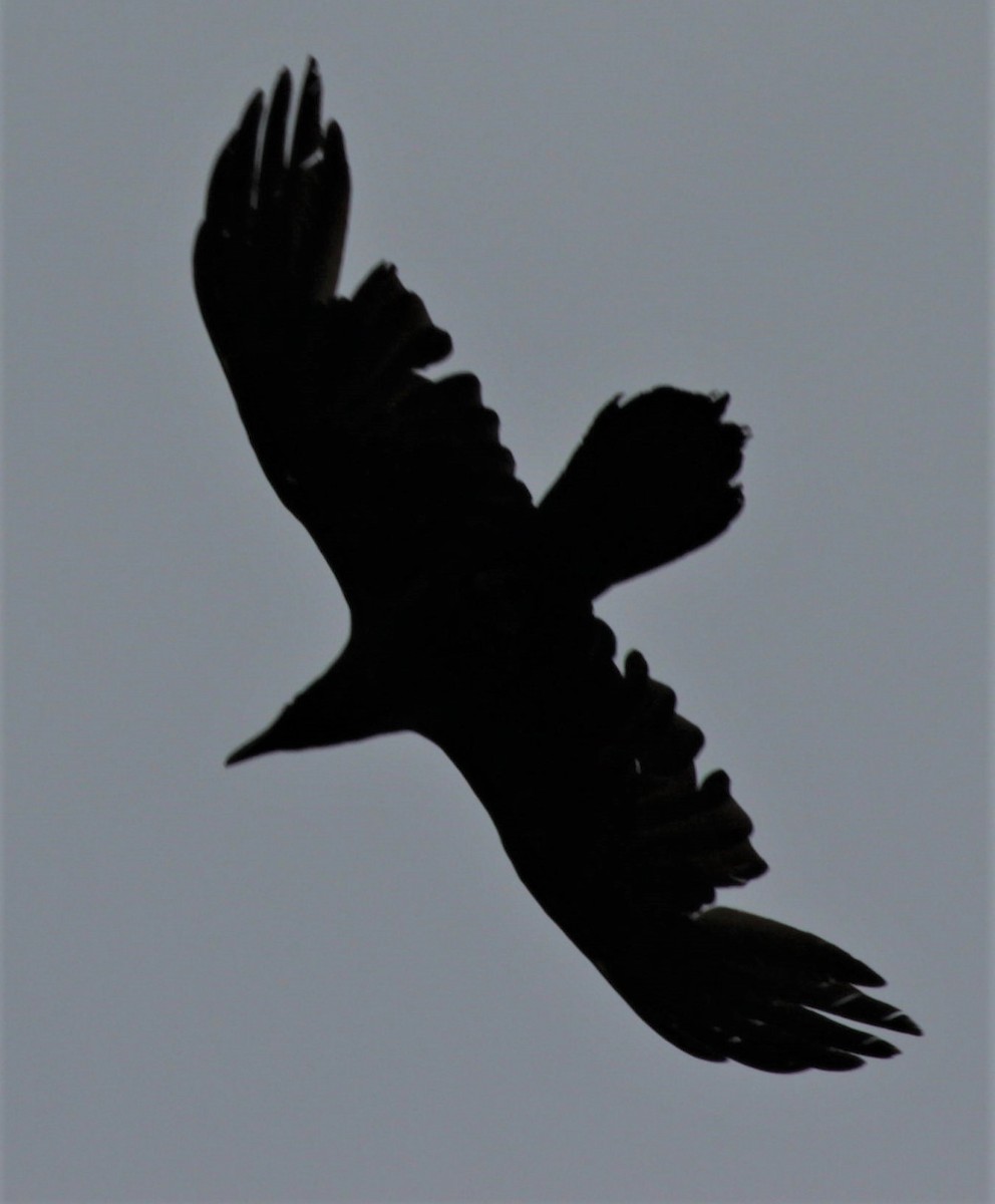 Common Raven - Jenny Rogers